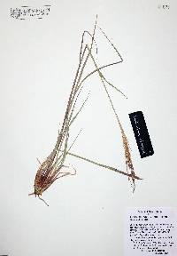 Enteropogon chlorideus image