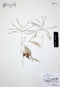 Chloris verticillata image