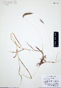 Dichanthium annulatum image