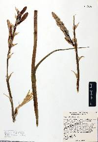 Hesperocallis undulata image