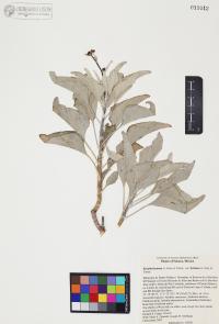 Encelia farinosa image