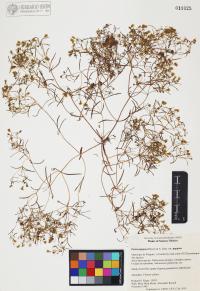 Pectis papposa image