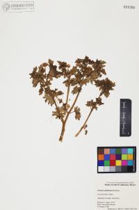 Perityle californica image