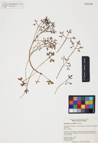 Hofmeisteria crassifolia image