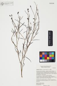 Palafoxia arida image