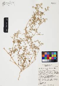 Tidestromia lanuginosa var. eliassoniana image