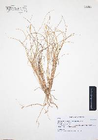 Aristida purpurea var. nealleyi image