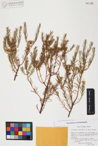 Ericameria laricifolia image