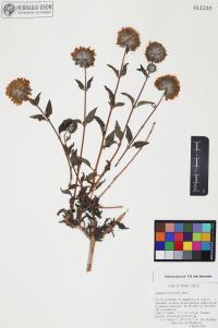 Lagascea decipiens image