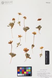 Gaillardia arizonica image