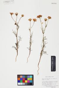 Senecio flaccidus image