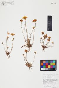 Malacothrix fendleri image