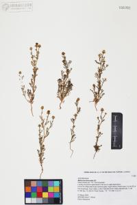 Matricaria discoidea image