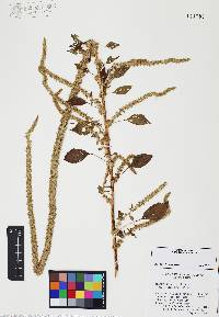 Amaranthus palmeri image