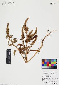 Amaranthus hybridus image