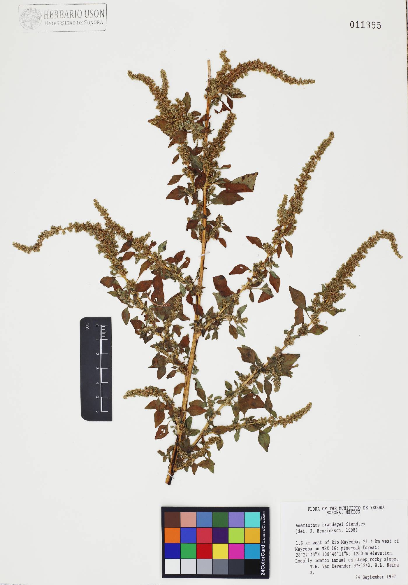 Amaranthus brandegei image