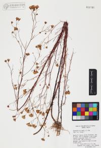 Hymenothrix wrightii image