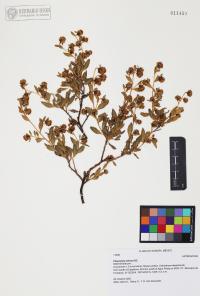 Flourensia cernua image