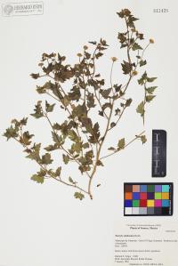 Perityle californica image