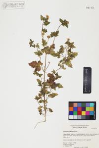 Perityle californica image