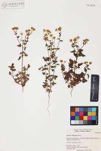 Perityle californica image