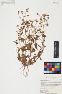 Perityle californica image