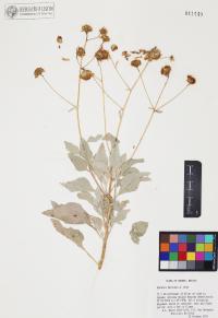 Encelia farinosa image