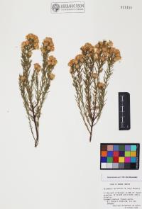 Ericameria laricifolia image