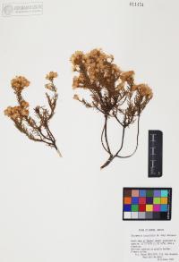 Ericameria laricifolia image