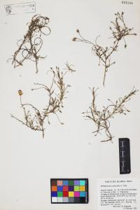 Pleurocoronis pluriseta image