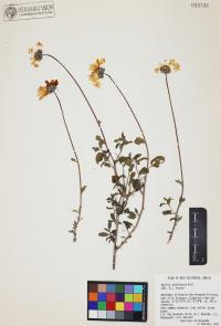 Encelia californica image