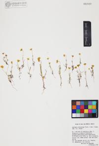 Lasthenia californica image