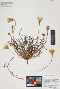 Malacothrix glabrata image