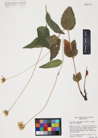 Lasianthaea podocephala image