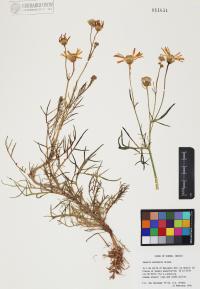 Senecio flaccidus image
