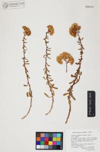 Isocoma acradenia image