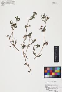 Eclipta prostrata image