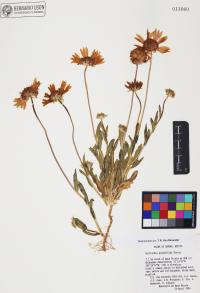 Gaillardia pinnatifida image