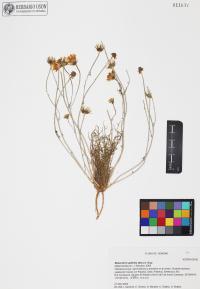Malacothrix glabrata image