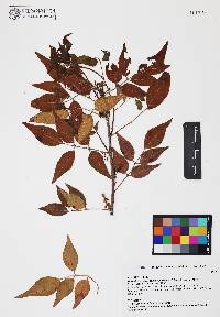 Rhus virens image