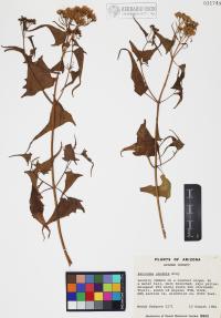 Pericome caudata image