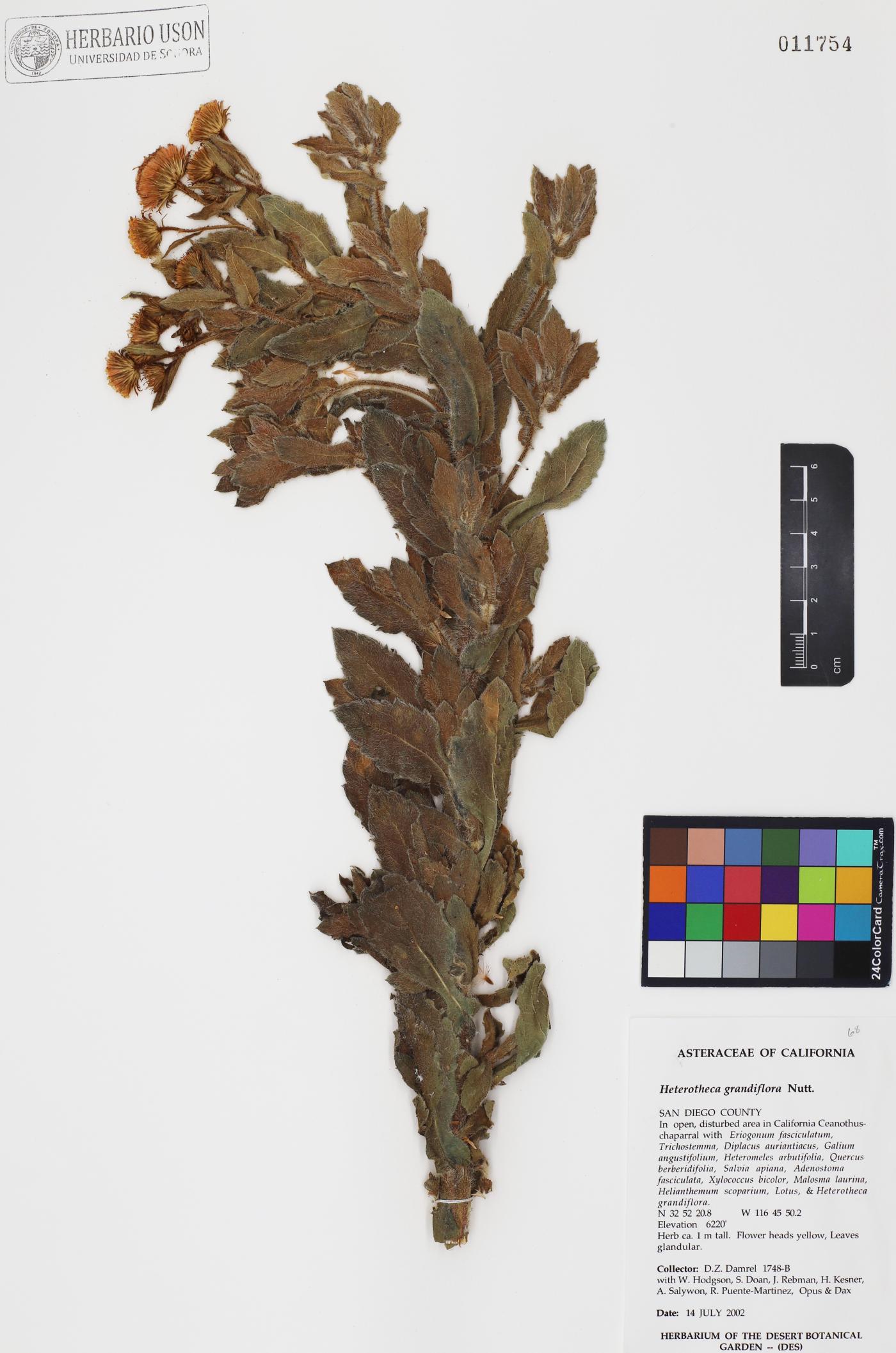 Heterotheca grandiflora image
