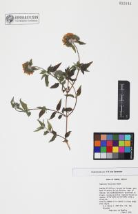 Lagascea decipiens image