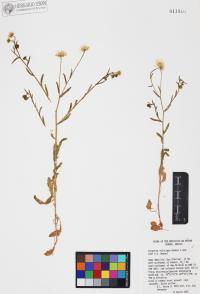 Erigeron velutipes image