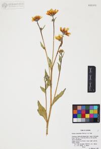 Geraea canescens image