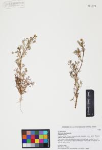 Matricaria discoidea image