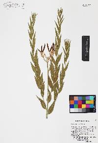 Amsonia palmeri image