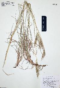 Bothriochloa ischaemum image