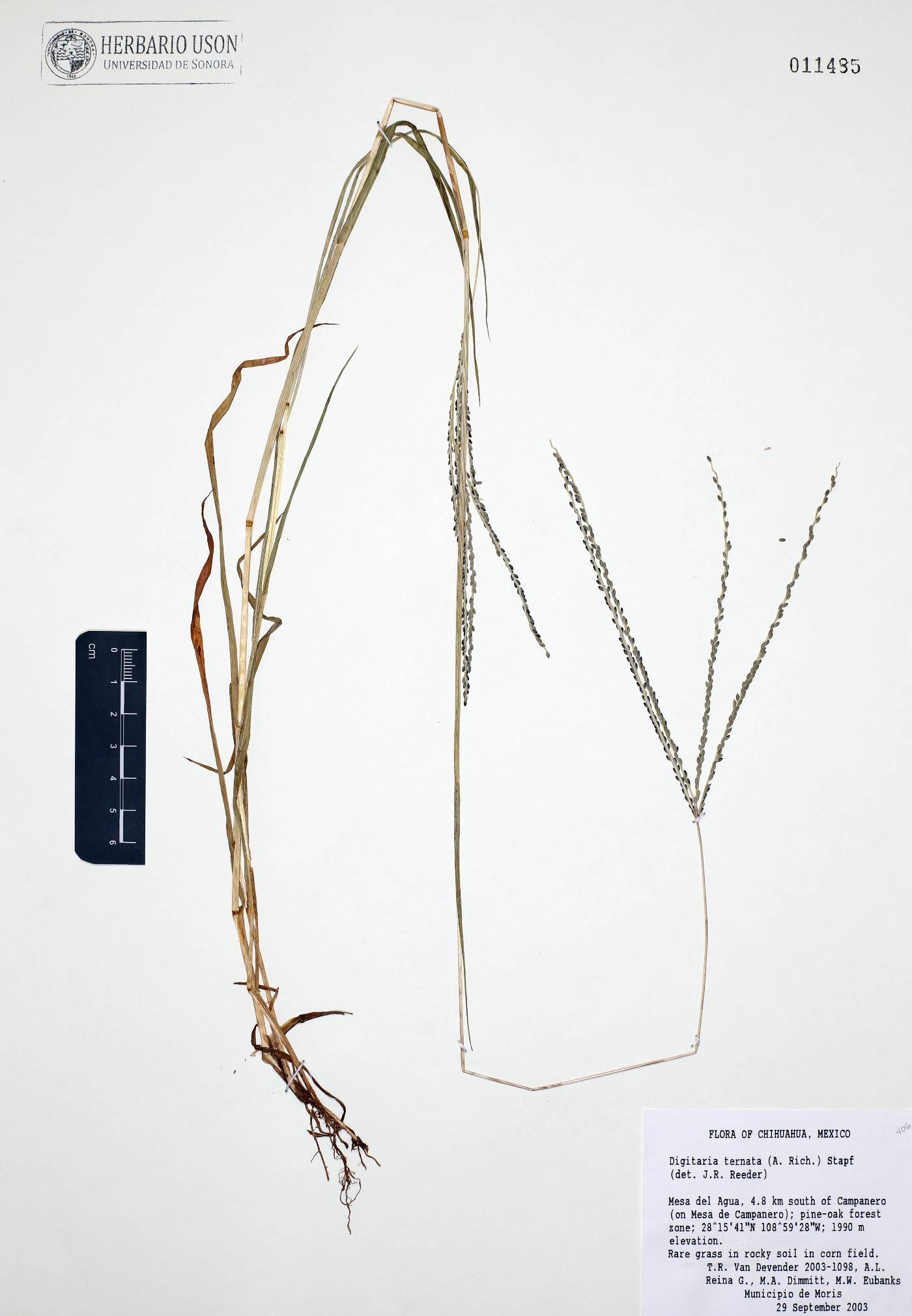 Digitaria ternata image