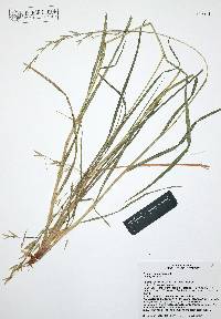 Bromus catharticus image